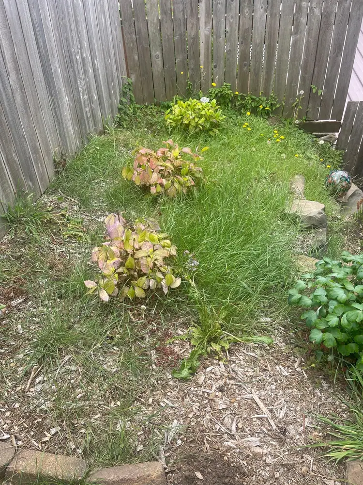 Yard project 2 before MS Landscaping service