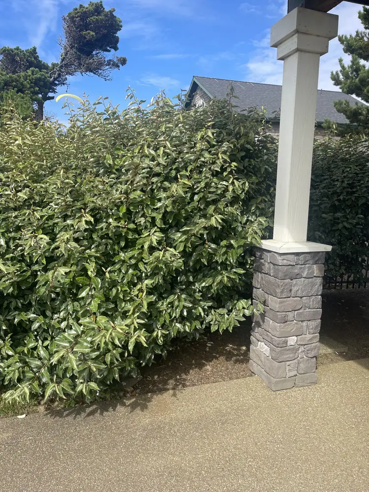 Yard project 23 before MS Landscaping service